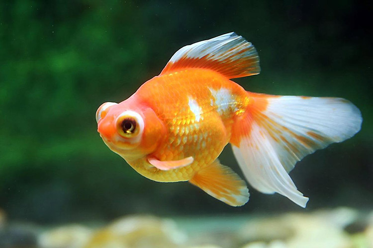 中国四大风水鱼 镇宅招财好福气(图文)