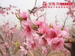 催旺桃花运的方法(图文)