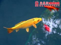 如何养一缸开运的风水鱼(图文)