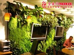 适合办公室栽种植物(图文)