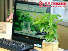 办公室养什么样植物风水好(图文)