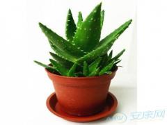芦荟室内摆放风水的常见注意事项(图文)