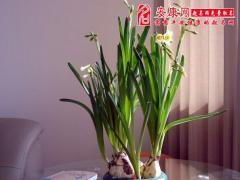 开运植物的摆放方法(图文)