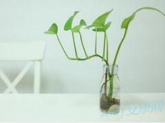 家居风水植物摆放 品种的选择(图文)