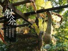 秋分如何调理运势(图文)