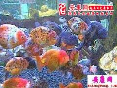 养鱼改运方法(图文)