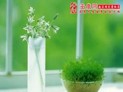 植物正确摆放能给家开运(图文)