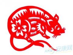 属鼠与什么属相相克(图文)