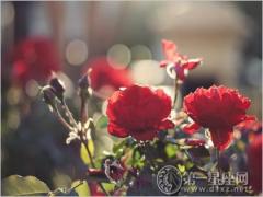 春暖花开 室内花卉摆放的风水(图文)