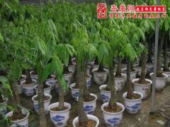 办公室风水植物(图文)