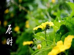 12时辰养生之辰时养生法