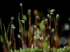 天干自然属性研究-癸水
