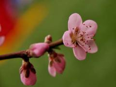 什么叫桃花煞，桃花煞是什么意思？