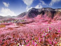 倒插桃花 滚浪桃花 裸形桃花