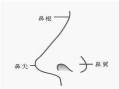 面相 鼻子
