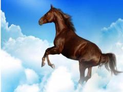 属马彻底死心的表现