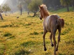 属鼠和属马相克怎么化解鼠和马相冲怎么办(图文)