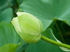 43，丙午是什么意思，丙午详解
