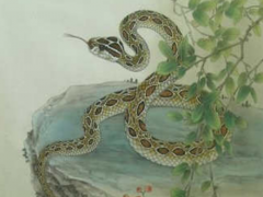 生肖蛇几点出生好(图文)