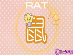 属鼠男的成功是因为什么(图文)