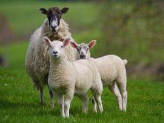 属羊男人的性格特点有哪些