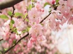 什么是八字桃花？