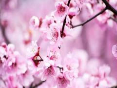 “女命桃花”之看法
