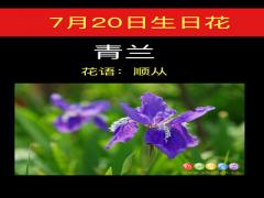 7月20日生日花-青兰