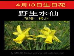 4月13日生日花-野生水仙