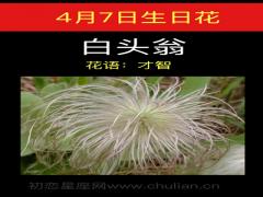 4月7日生日花-白头翁