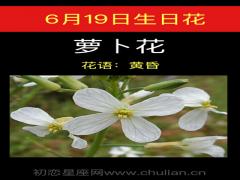 6月19日生日花-萝卜花