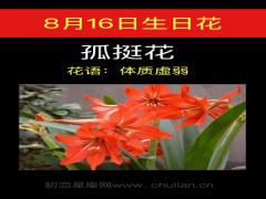 8月16日生日花-孤挺花
