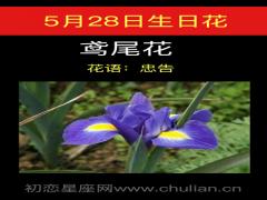 5月28日生日花-鸢尾花