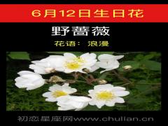 6月12日生日花-野蔷薇