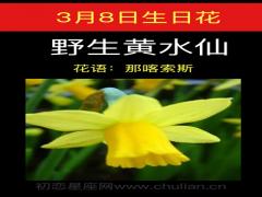 3月8日生日花-野生黄水仙