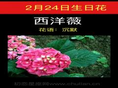 2月24日生日花-西洋薇