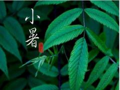 2020年7月6日小暑不能做什么,2020年小暑会不会下雨？
