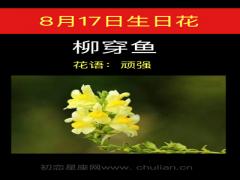 8月17日生日花-柳穿鱼
