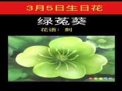 3月5日生日花-绿菟葵