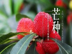 2020年芒种是哪天几月几号？芒种后面的节气是什么？