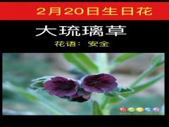 2月20日生日花-大琉璃草