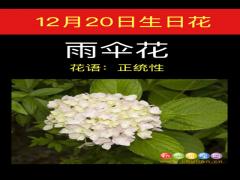12月20日生日花-雨伞花
