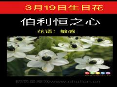3月19日生日花-伯利恒之星