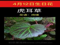 4月12日生日花-虎耳草