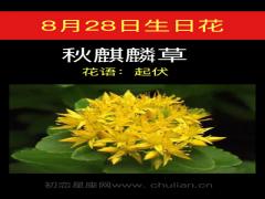 8月28日生日花-秋麒麟草