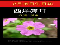 2月16日生日花-西洋獐耳