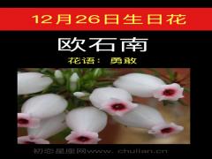 12月26日生日花-欧石南