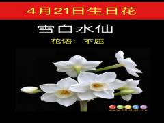 4月21日生日花-雪白水仙