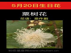 5月20日生日花-粟树花