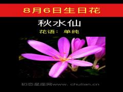 8月6日生日花-秋水仙